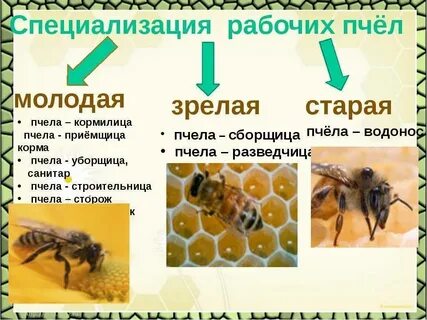 Роль рабочих пчел