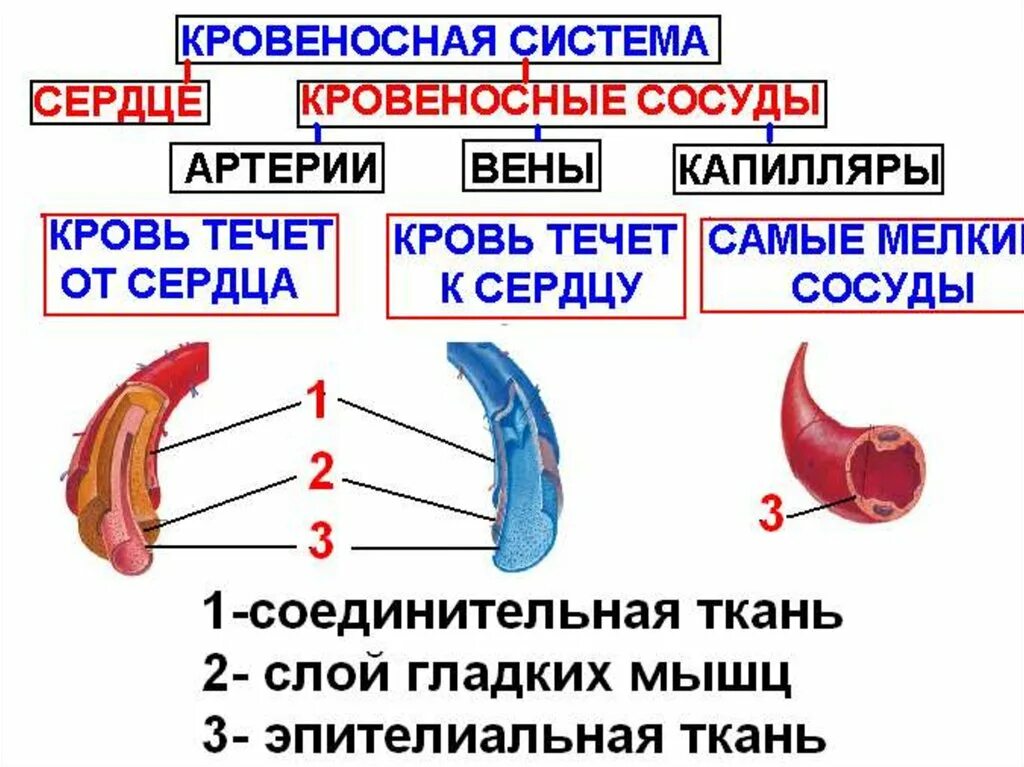 Презентация кровеносная система 8 класс биология. Циркуляторная система. кровеносные и лимфатические сосуды сердца. кластер кровеносная система. кровеносная система шпаргалка.