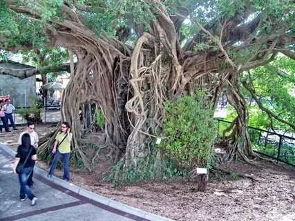 Building root