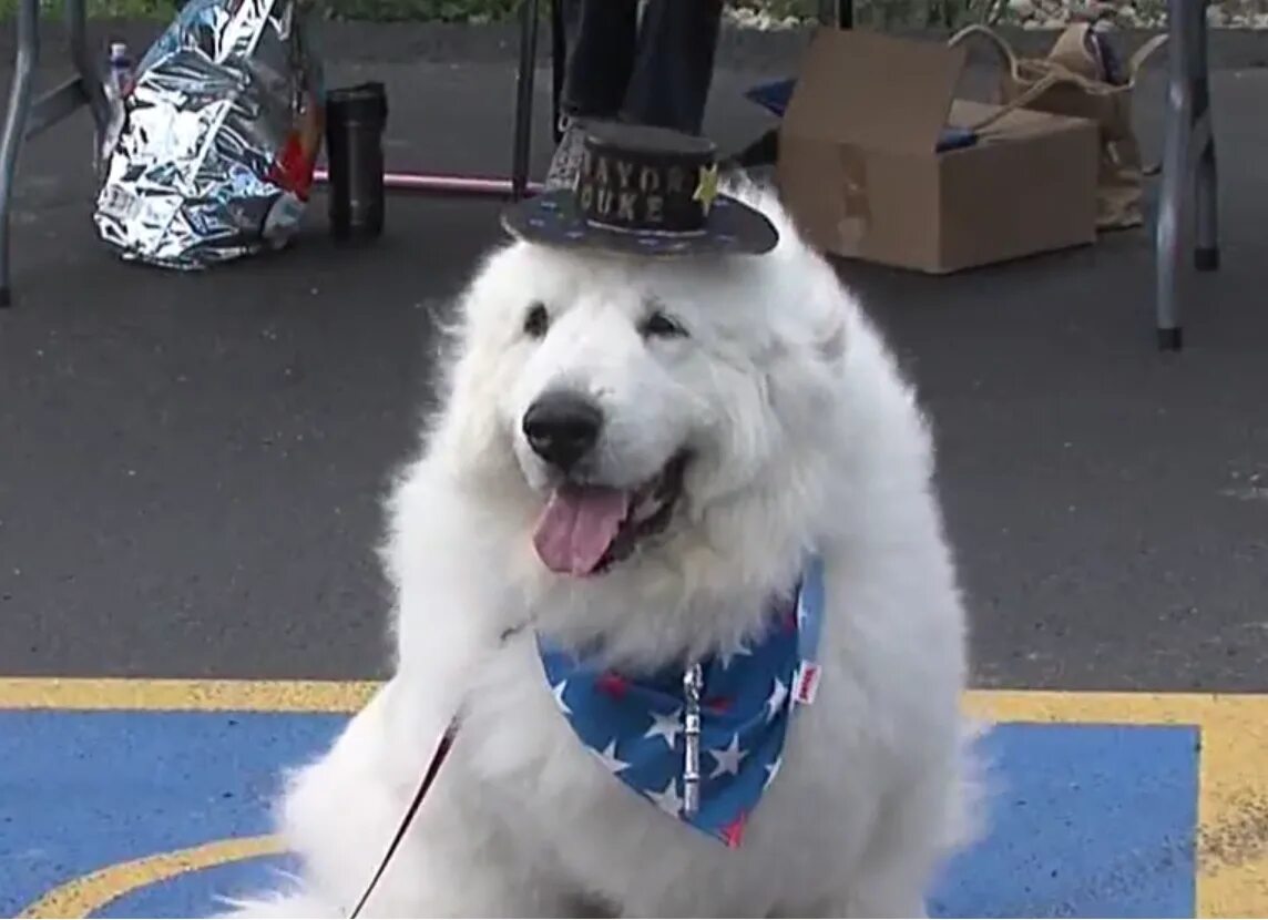 Собака герцог. Мэр города собака дюк. Пес по кличке дюк. Собаки мэры. Mayor max ii.