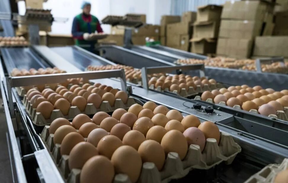 Агрофирма закупает куриные яйца 30 50 42. Производство яиц. Птицефабрика яйца. Яичная фабрика. Фабрика яиц.