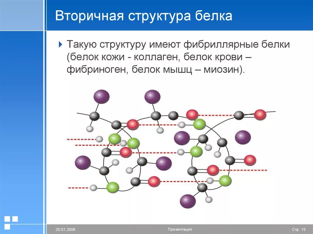 Вторичный белок примеры. Водородные связи во вторичной структуре белка. Белки структура. Строение полимера белка. Коллаген вторичная структура белка.