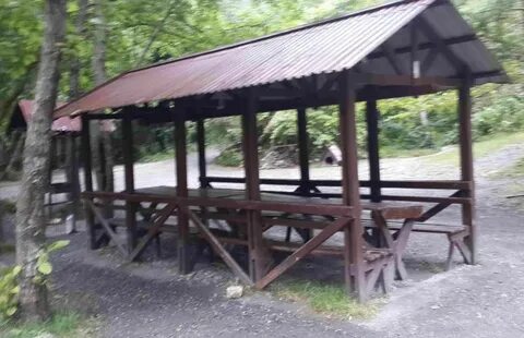Гнездо совы адлер