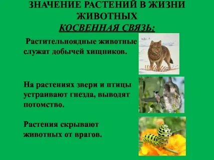 Переносное наименование животных и растений