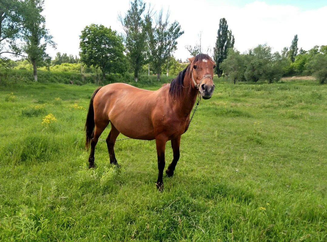 Мир лошадей. 10 Лошадей. Голос лошади. Лошадь 10 лет.