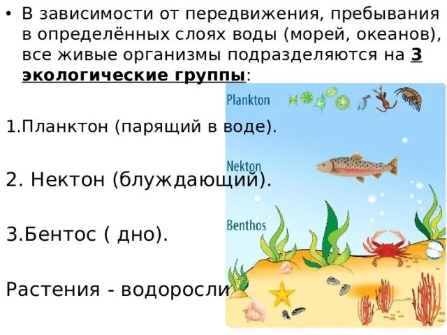 Экологические группы планктон Нектон бентос. Водные организмы планктон бентос и. Водные обитатели Нектон. Планктон Нектон бентос таблица. Заполни таблицу группы водных организмов