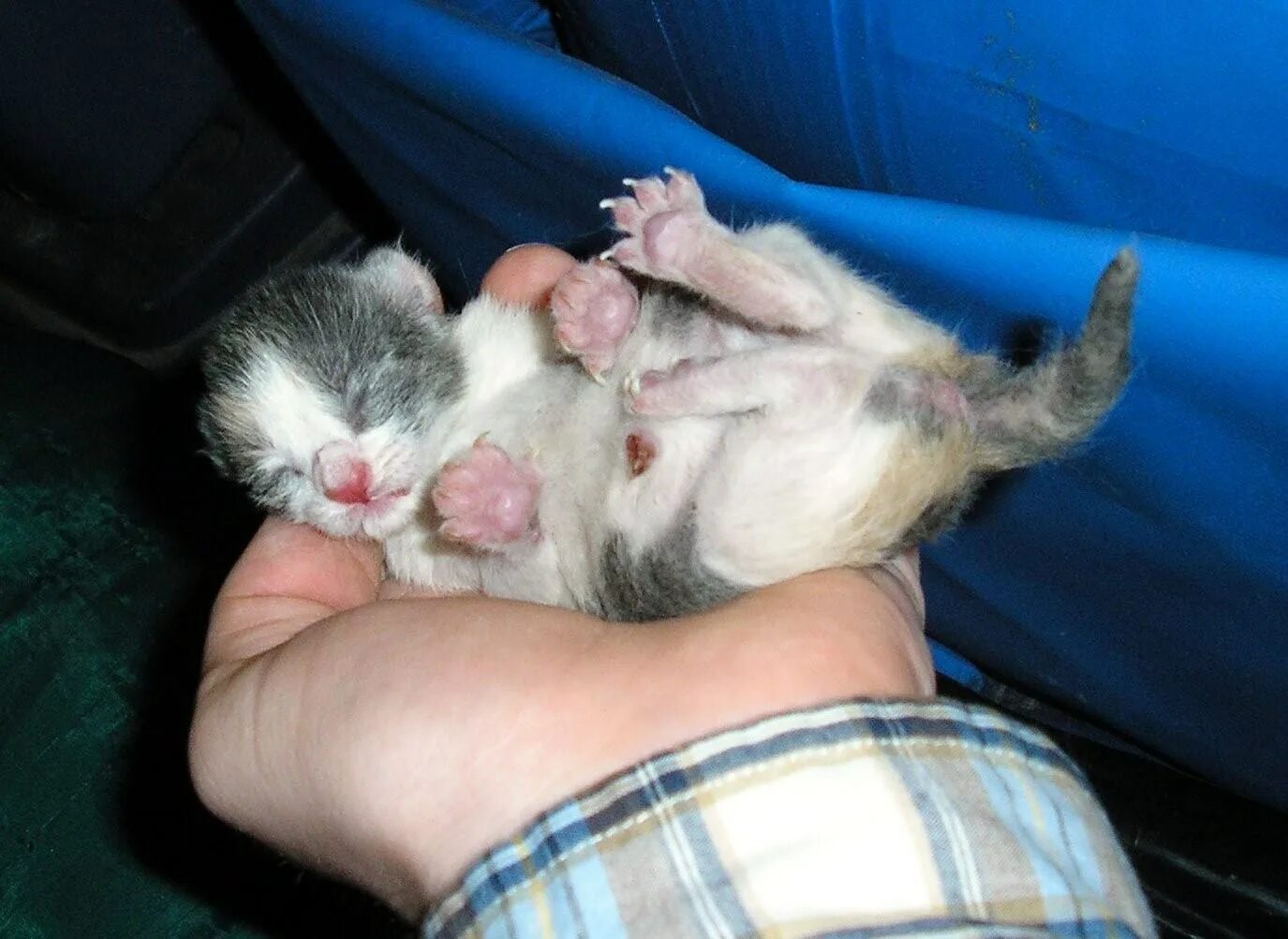 Новорожденные котята. Новорожденный котенок.