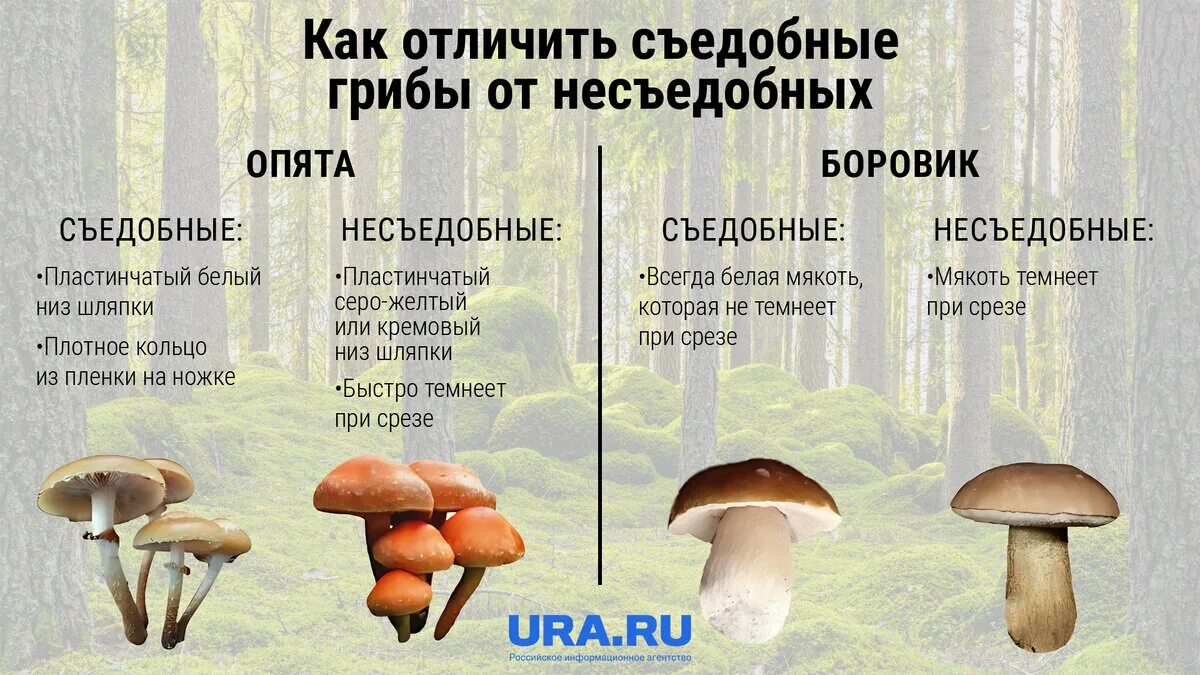 Как отличить съедобные от несъедобных. Как отличить съедобный гриб от несъедобного. ядовитые трубчатые грибы.