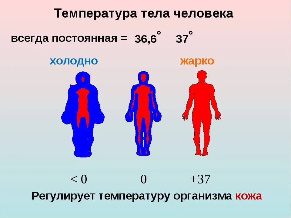 Температура тела. Температура человека. Температура в теле человека. Температурач келовека. После сильной температуры