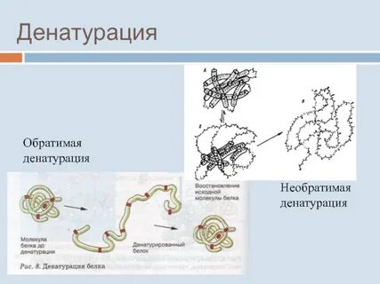 Обратимая денатурация
