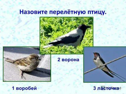 Ворона перелетная птица