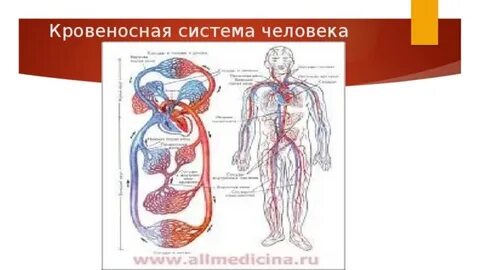 Контрольная работа 8 класс биология кровеносная система