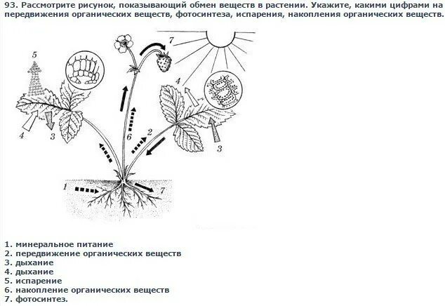 Обмен веществ у растений тест 6 класс. Рисунок показывающий обмен веществ в растении. Передвижение органических веществ в растении. Вещества растений схема. Схема обмена веществ у растений.