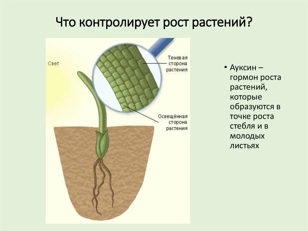 Гормон ауксин у растений. Рост растений. Рас рост. Гормоны роста растений. Влияние фитогормонов на рост