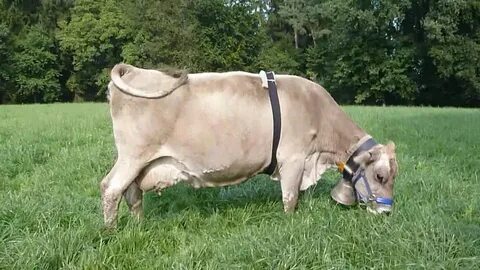 Cow bell