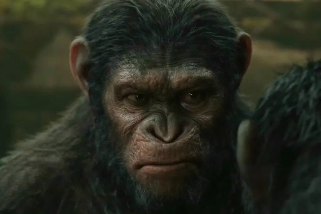 планета обезьян перевод жестов обезьян. планета обезьян война цезарь. планета обезьян перевод жестов обезьян. планета обезьян перевод жестов обезьян. планета обезьян война синеглаз.