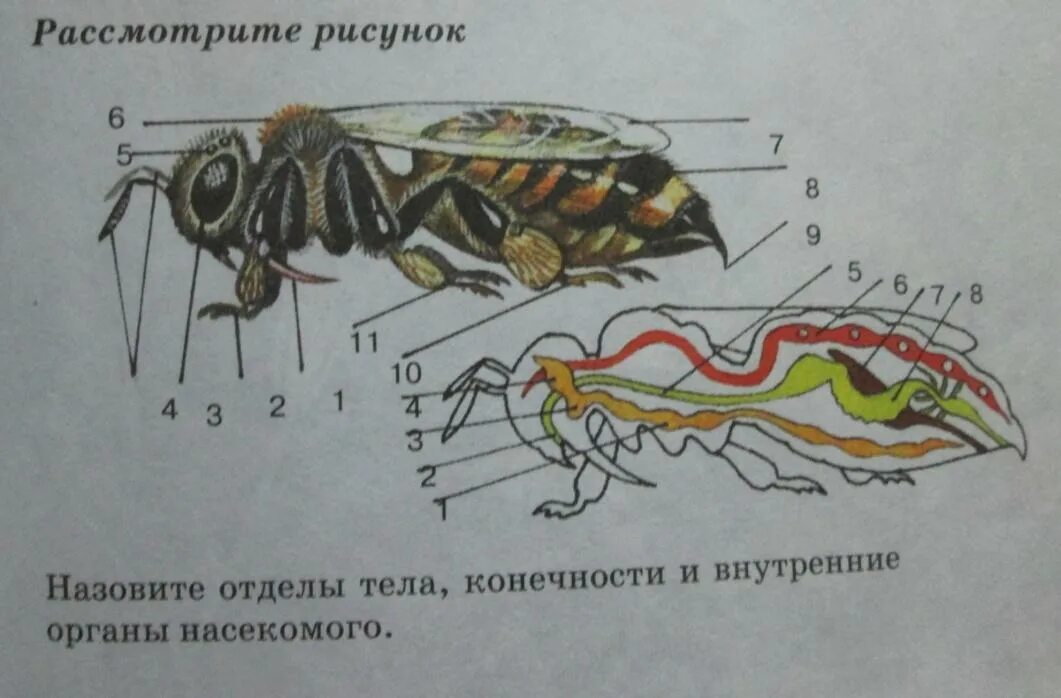 Насекомое работающая на органы