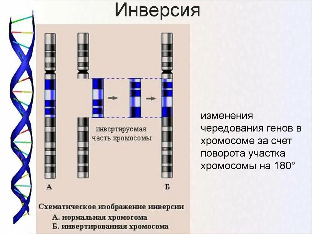 Инверсия это в биологии. Парацентрическая инверсия хромосомы. инверсия хромосомная мутация. инверсия генетика. инверсия мутация пример.