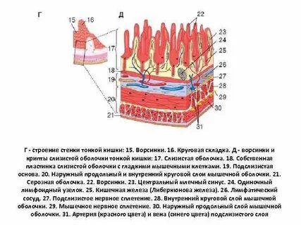 Слизистая оболочка с круговыми складками