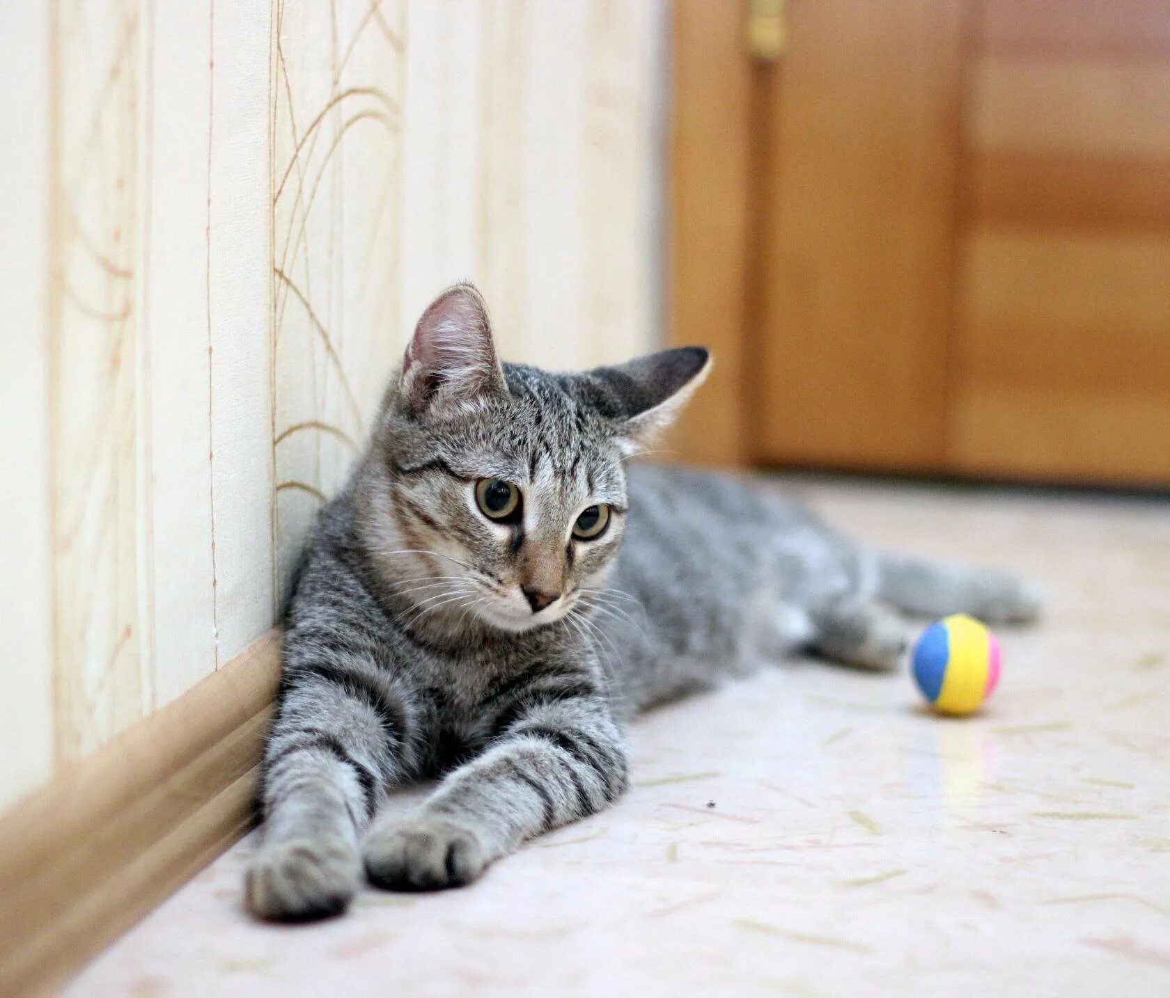 Кошка в полоску порода. Кошка европейская короткошерстная серая полосатая. Шартрез кот полосатый. Серый полосатый кот порода. Сибирская кошка полосатая короткошерстная.