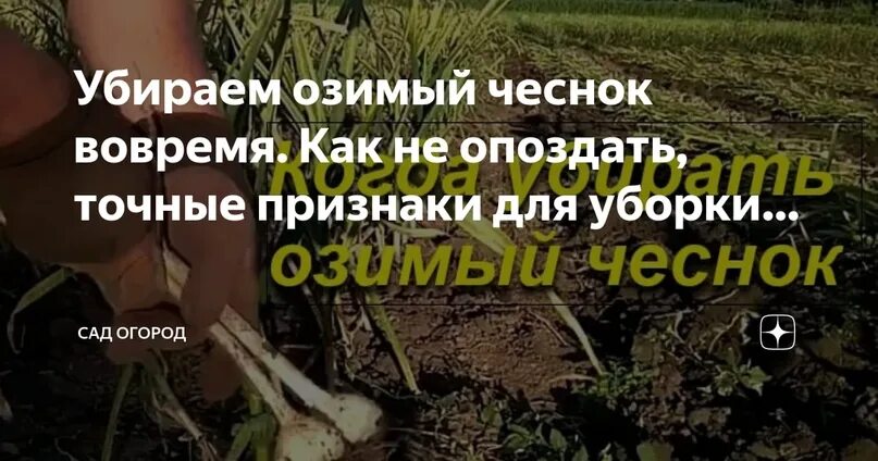 Когда убирать озимый на урале в 2025. Когда убирать озимый чеснок с грядки. чеснок лежит. в каких числах убирают чеснок с грядки.