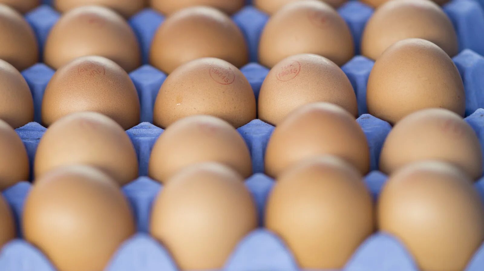 Яйцо 1 шт. Egg москва. Ostrich egg завтрак. Яйцо 1 шт. Яйцо страуса на белом фоне.