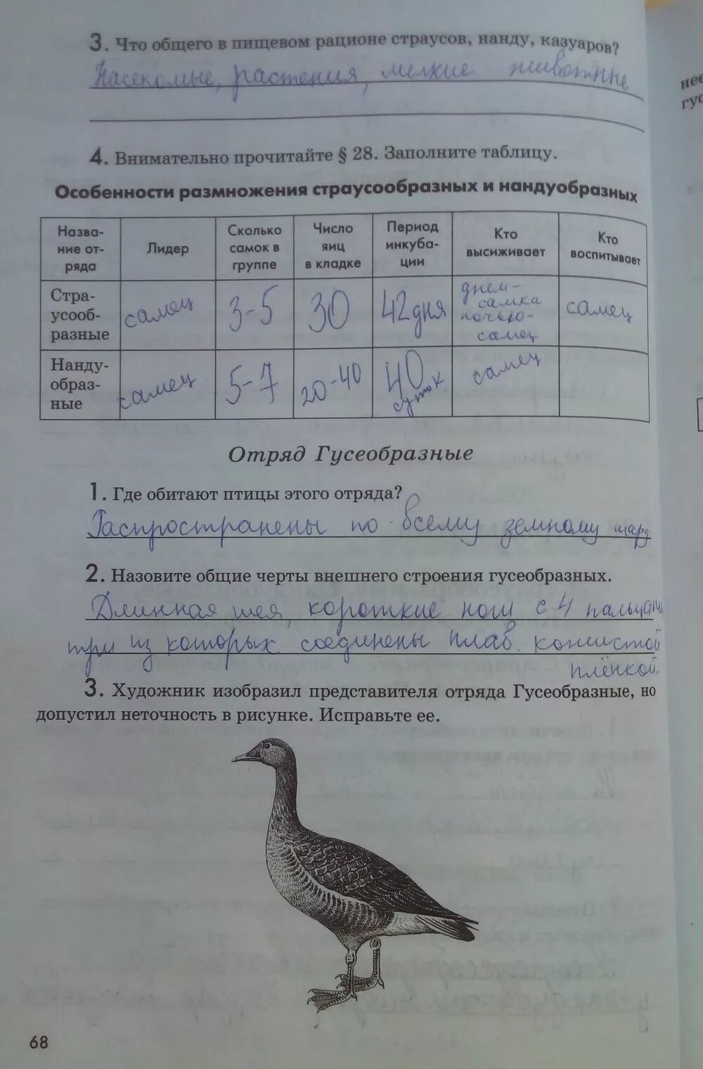 Таблица по параграфу 7 биология 7 класс латюшин. Птицы таблица 7 класс биология латюшин. Рабочая тетрадь по биологии 7 класс латюшин таблица. Таблица отряды птиц 7 класс биология Шапкин латюшин.