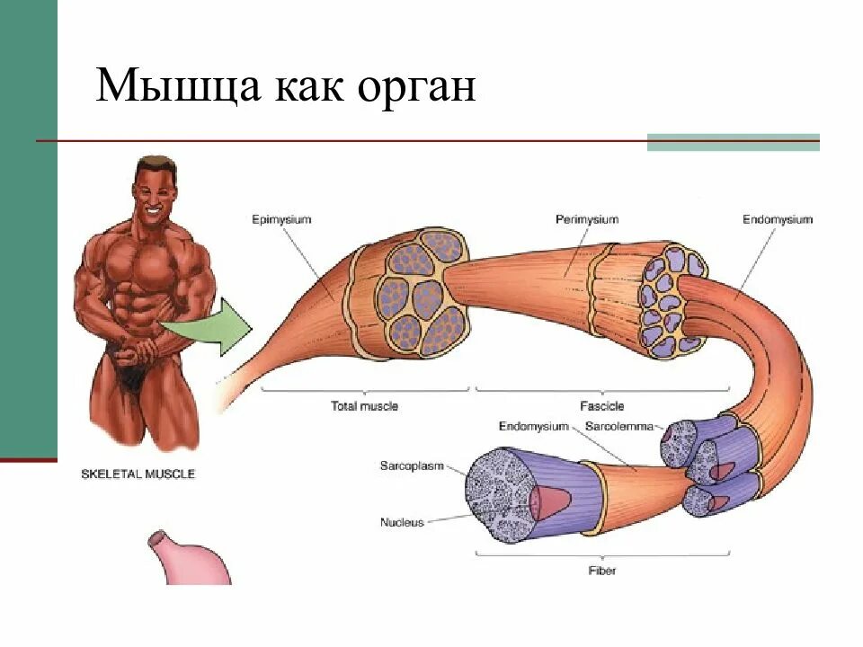 Мышца как орган классификация мышц. Механизм дыхания жизненная ёмкость лёгких. Анатомия человека. Легкие мышечный орган. Легкие мышечный орган.