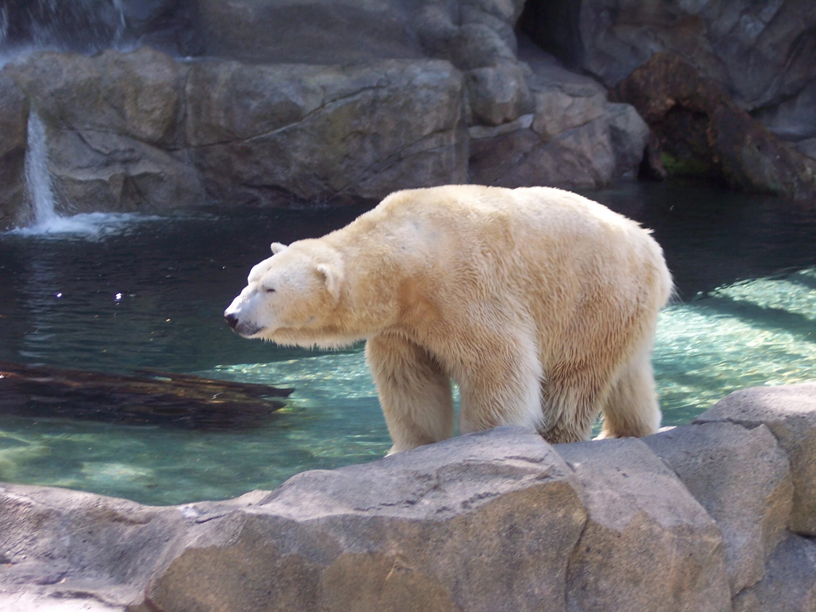 Полярный зоопарк в какой стране находится. Arctic bear. polar bear endangered animals. полярный нести.