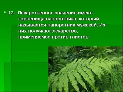 Какую роль в жизни человека играют папоротниковидные