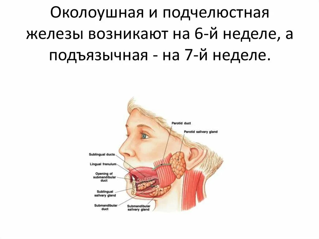 Околоушная железа является. Топография подчелюстной железы. Подчелюстная слюнная железа. Подчелюстная слюнная железа анатомия. Подчелюстные лимфоузлы и слюнные железы.