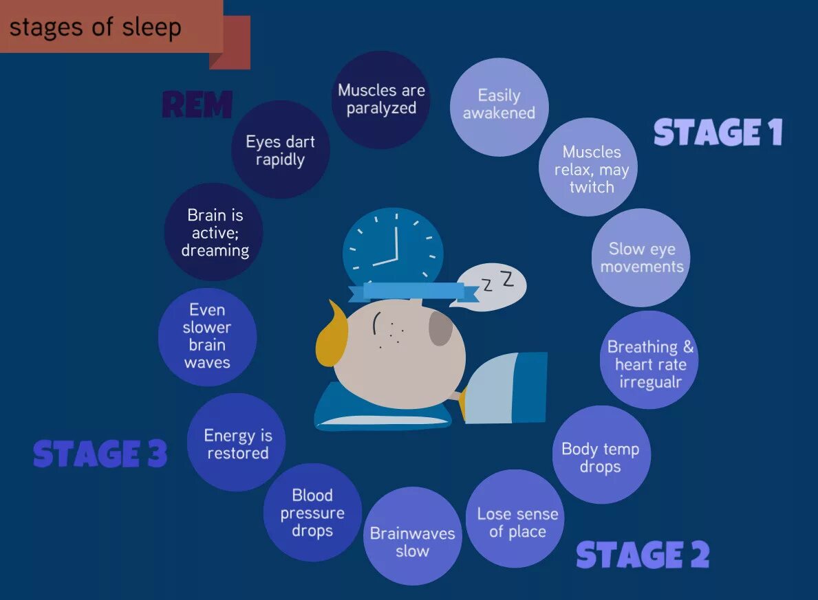 Sleep phases. Stages of Sleep. 5 Stages of Sleep. Periods of Sleep.