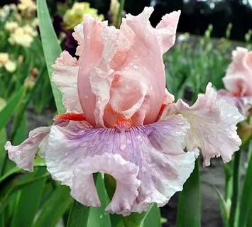 Iris kiss