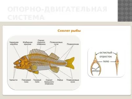 5 систем рыб