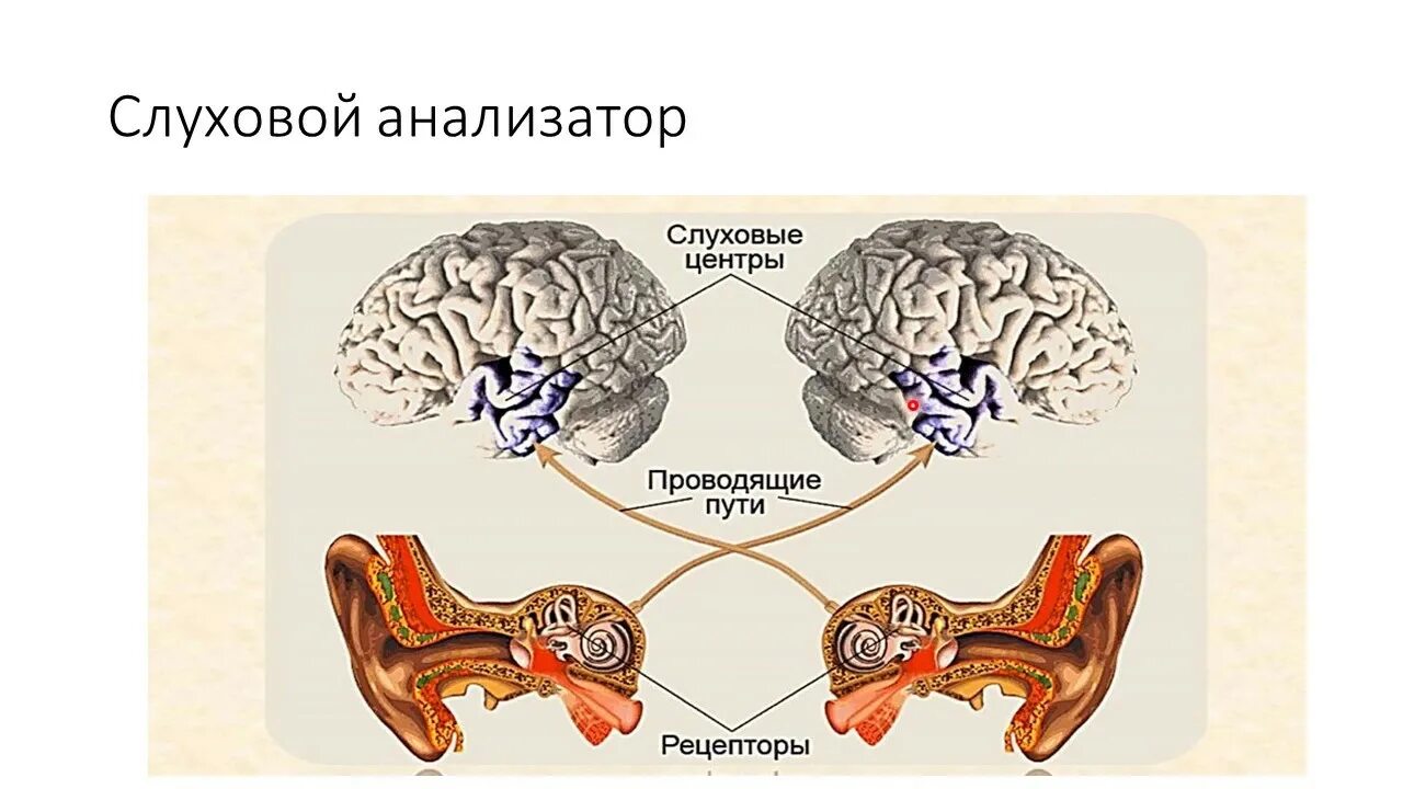 Строение проводникового отдела слухового анализатора. Основные звенья слухового анализатора схема. Слуховой анализатор Рецептор Нера. Слуховой анализатор части анализатора. Проводящий путь органа слуха