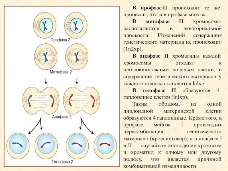 Профаза митоза сколько хромосом