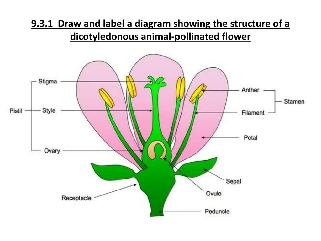 Label the diagram