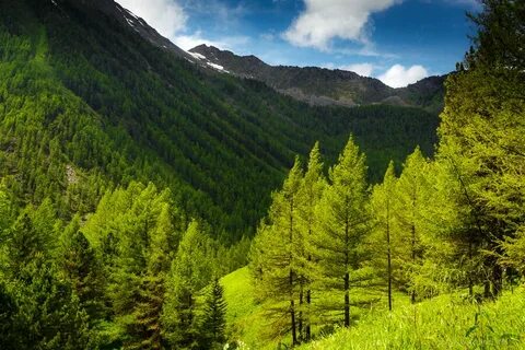 Altai krai arbitr