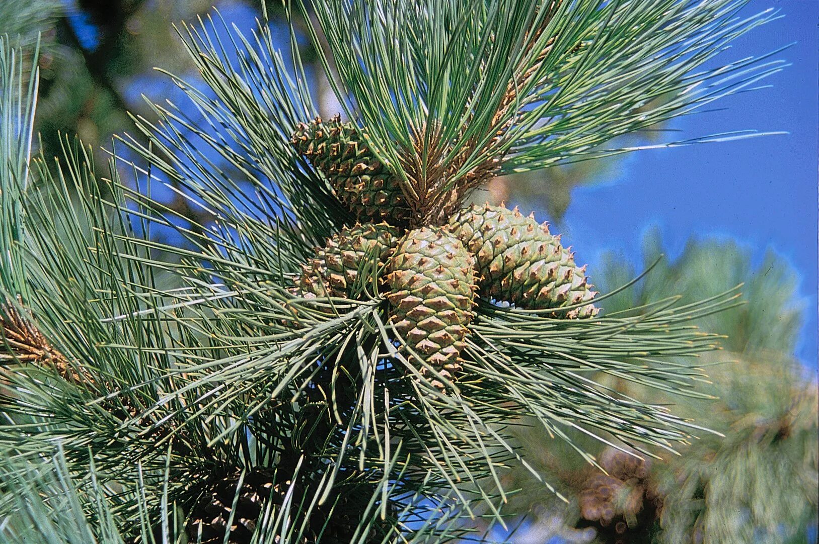 Хвойные америки. Пинус Пандероза. Сосна желтая Pinus Ponderosa. Pinus Ponderosa хвоя. Сосна Пандероса кедр.