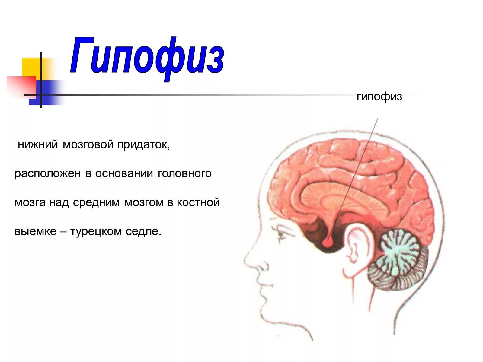 Головной мозг человека, гипофиз анатомия. Отделы головного мозга гипофиз. Функции гипофиза головного мозга. Расположение гипофиза рисунок.