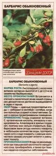 Барбарис обыкновенный полезные свойства ягод и применение