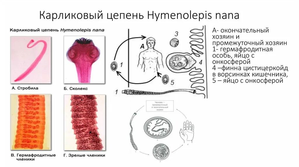 Схема строения карликового цепня. Карликовый цепень (Hymenolepis Nana). Строение карликового цепня Hymenolepis Nana. Карликовый цепень личиночные стадии. Карликовый цепень строение