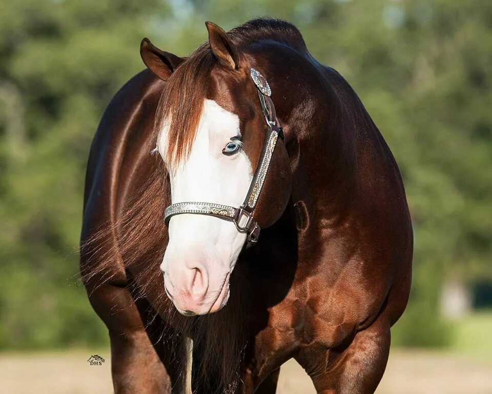 Рассмотрите фотографию коричневой лошади с черными ногами. Морда белой лошади. лошадь гнедая с белой мордой. лысина у лошади. коричневая лошадь с белой мордой.