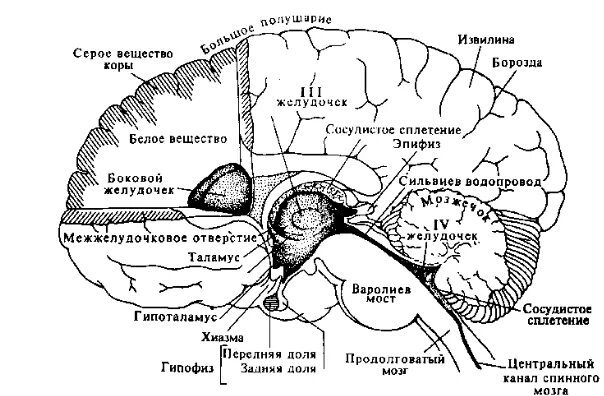 Мозг собаки отделы. Головной мозг КРС анатомия. Головной мозг КРС анатомия строение. Сагиттальный разрез головного мозга КРС рисунок. Отделы головного мозга КРС.