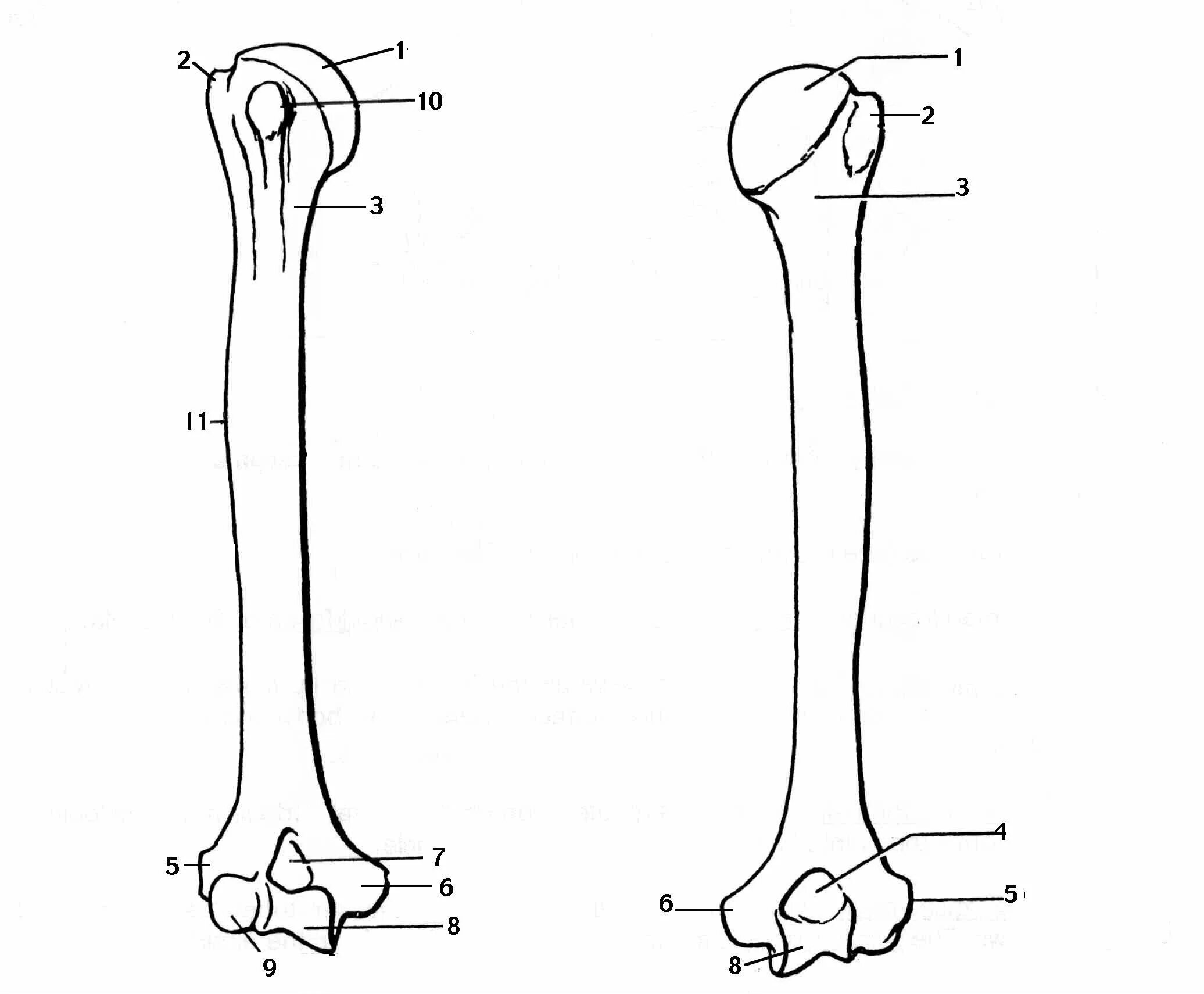 Плечевая кость анатомия. Плечевая кость анатомия вид спереди.