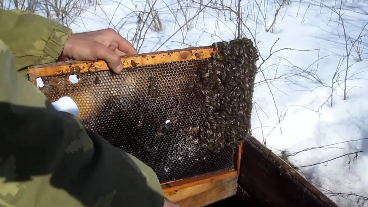 Зимовка пчел. Улей зимой. Пчелопакеты зимой. Пчелиная рамка. Когда выносить пчел