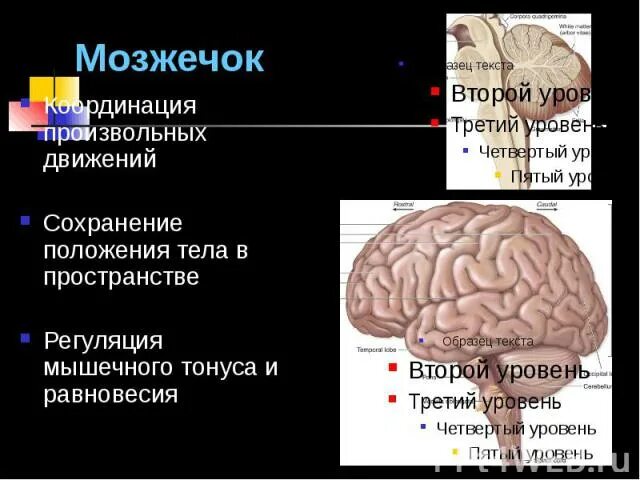 Регуляция произвольных движений. Мозжечок произвольные движения. произвольные движения человека. регуляция произвольных движений неврология. регуляция мышечного тонуса мозжечком.
