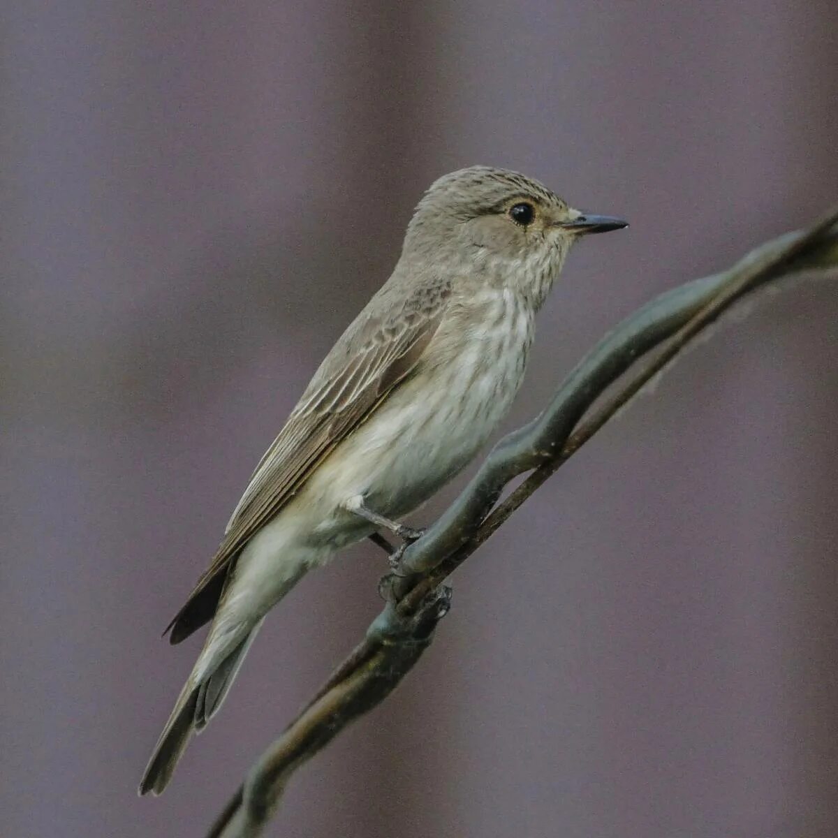 Прочитать серая птица. Серая мухоловка (Muscicapa striata). Мухоловка серая – Muscicapa striata (Pallas, 1764). Сорокопутовая мухоловка. Серая мухоловка птица в Сибири.