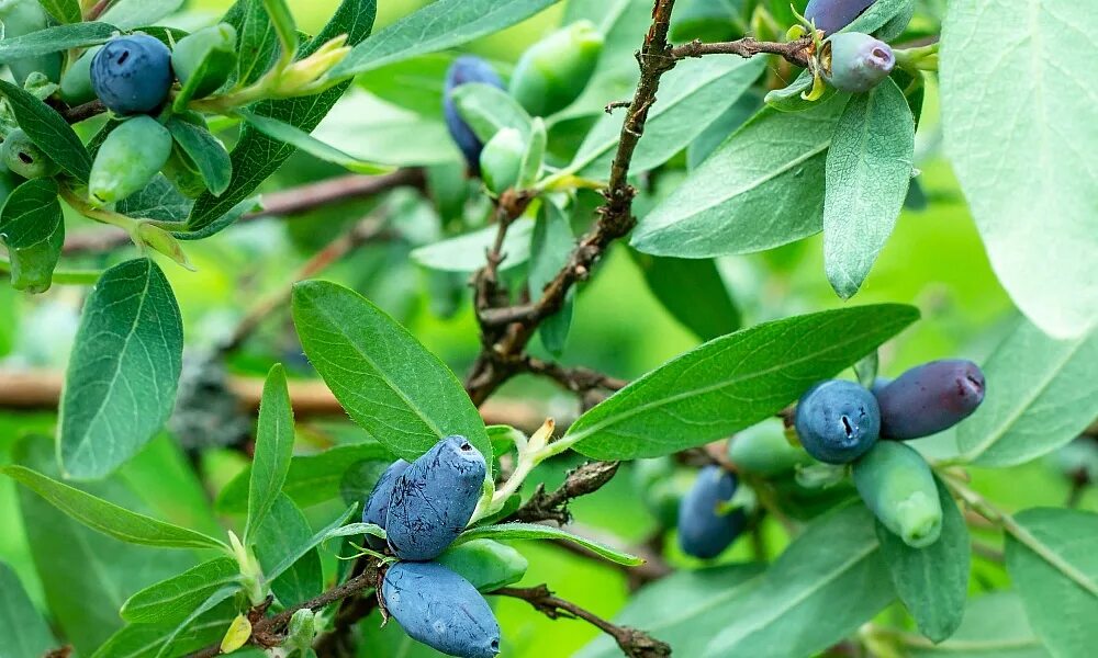 Жимолость голубая (Lonicera caerulea). Жималость "синяя птица". Lonicera caerulea (жимолость синяя, голубая). Жимолость синяя птица ягоды.