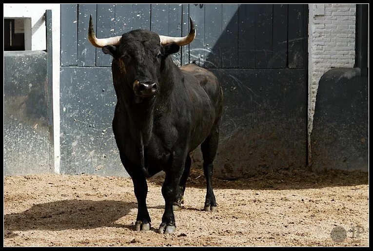 Морда быка фото. Black bull. Женщина бык. Черный теленок. Женщины с черными быками.
